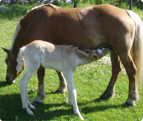 La Fattoria